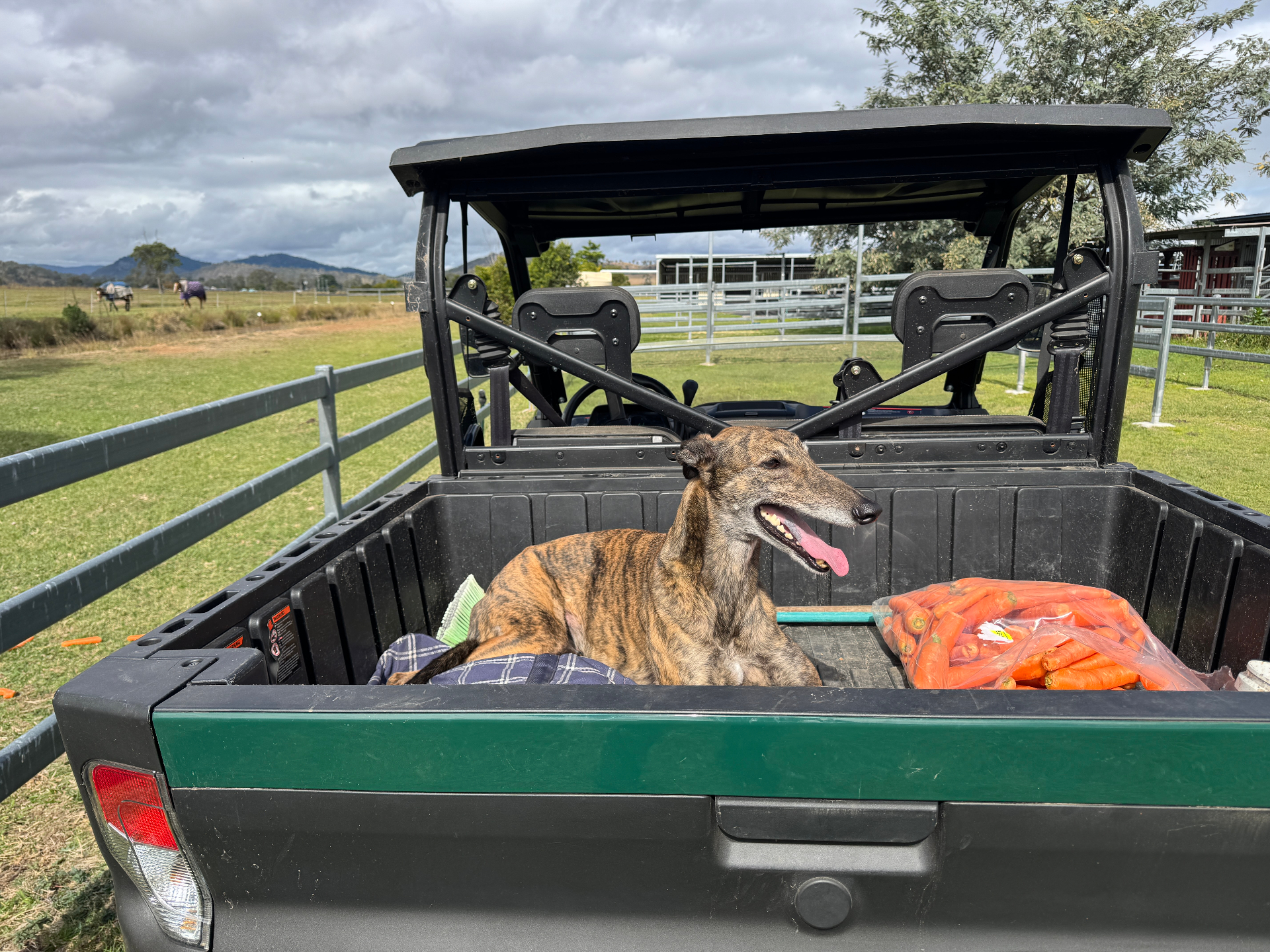 Seamus the brindle greyhound sitting proudly in the back of the ute with a bag of carrots beside him