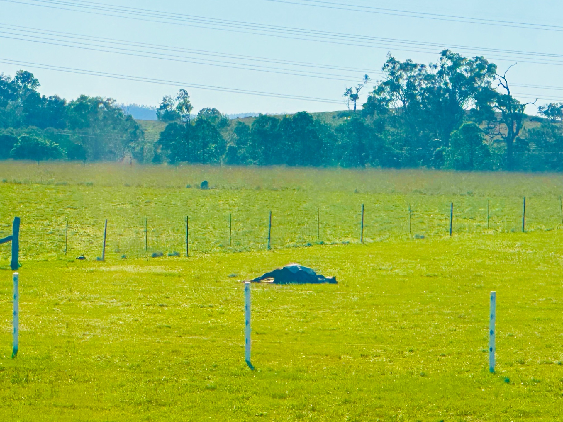 Rugged horse lying down for a rest in a sunlit green paddock