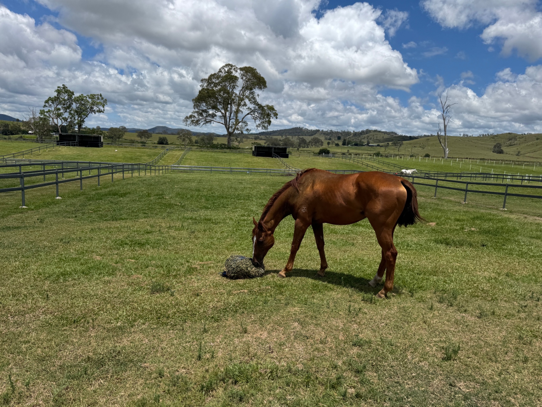 Finn (Trick), 12yr OTTB · Rescued 2025