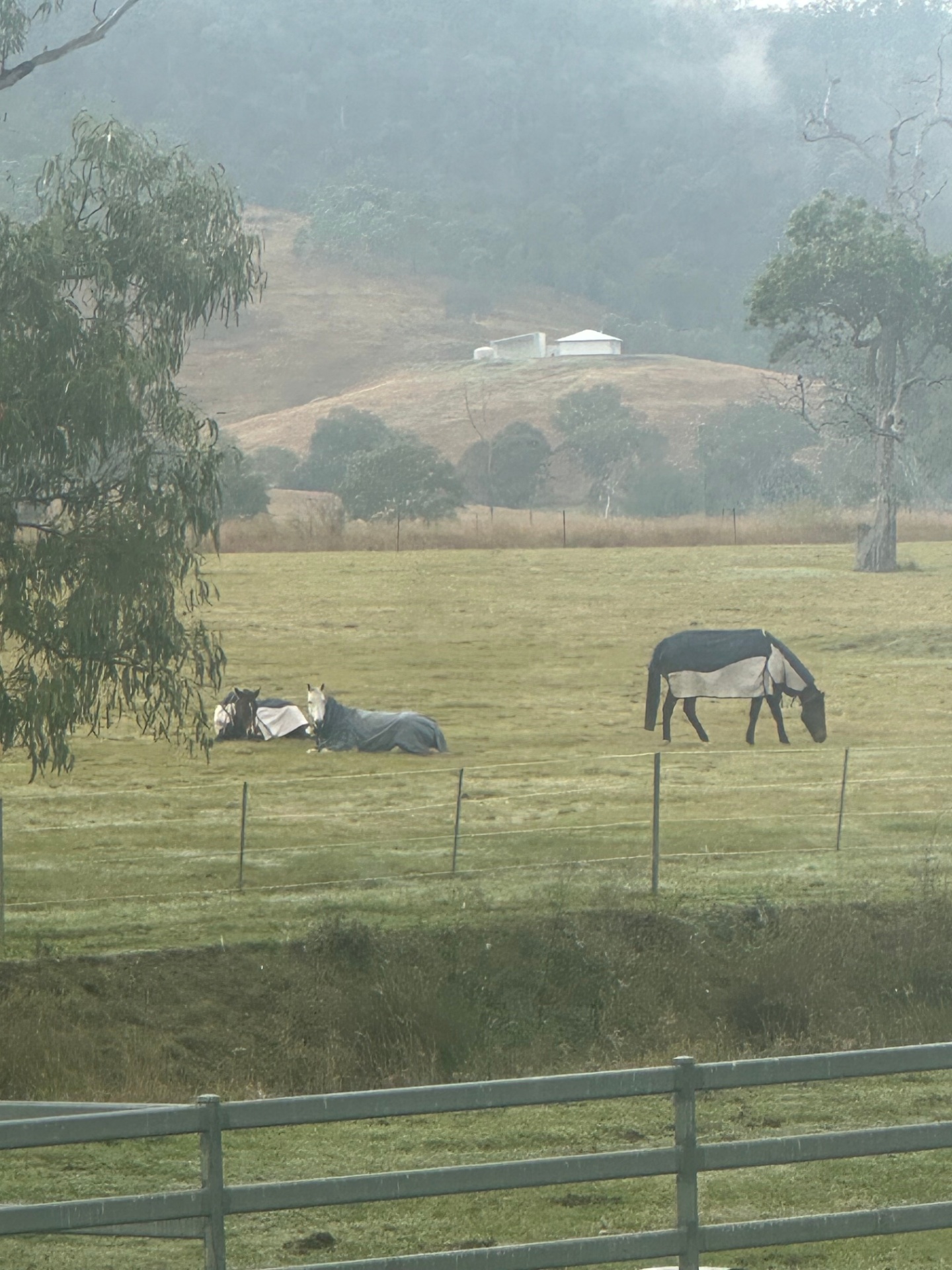 Three rugged horses resting and grazing in a misty paddock