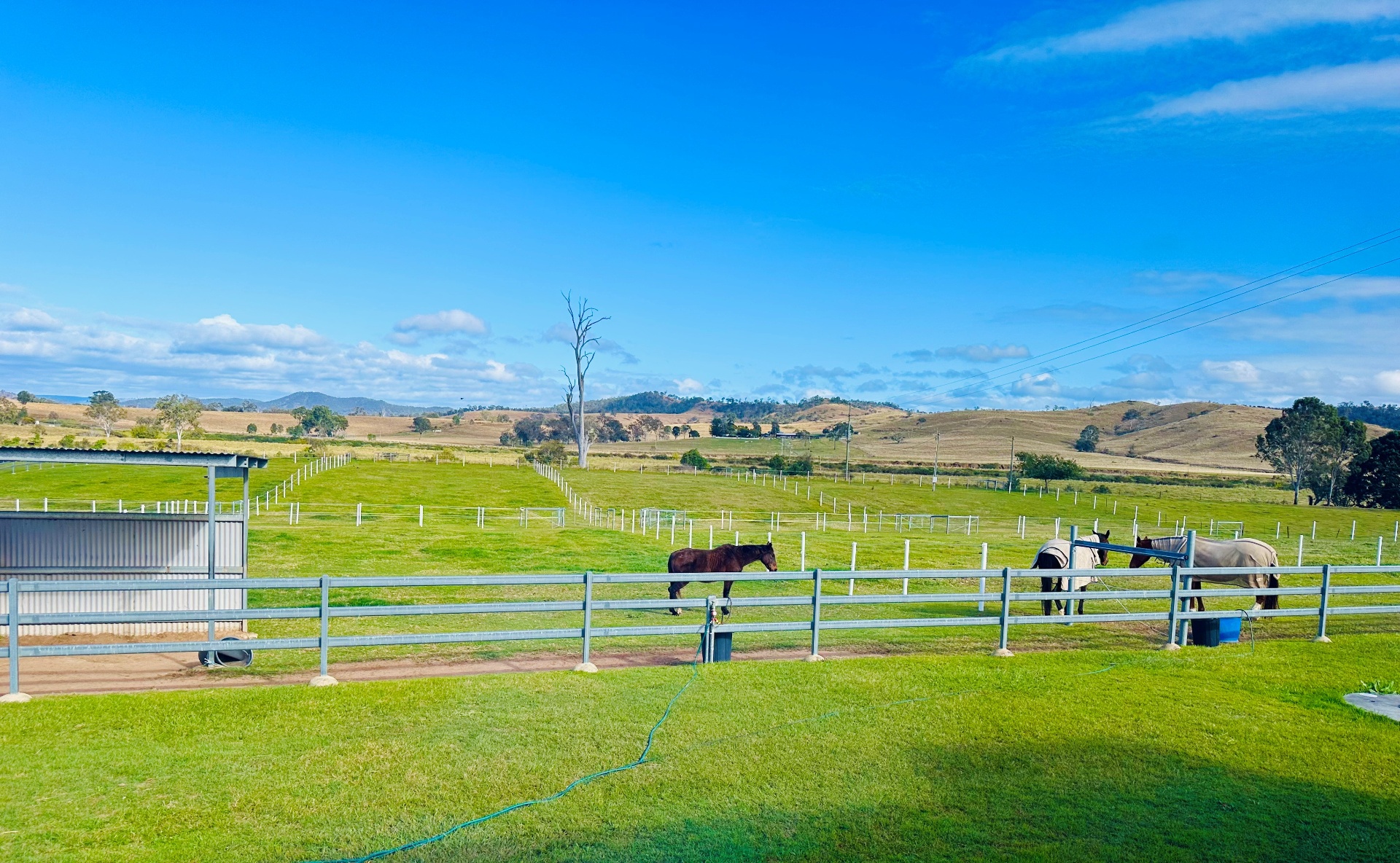 Wide view across the sanctuary paddocks with horses grazing and the ranges beyond