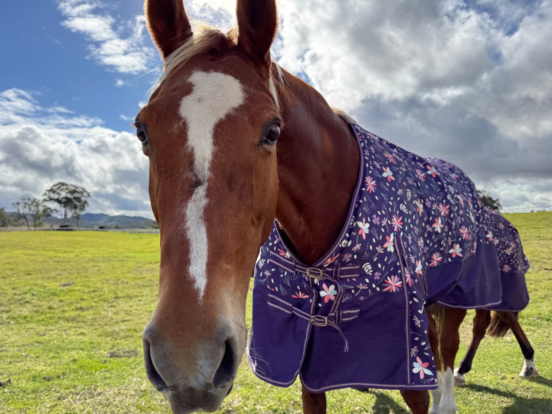 Morgan, 15yr WB mare · Advanced Dressage · Rescued 2016