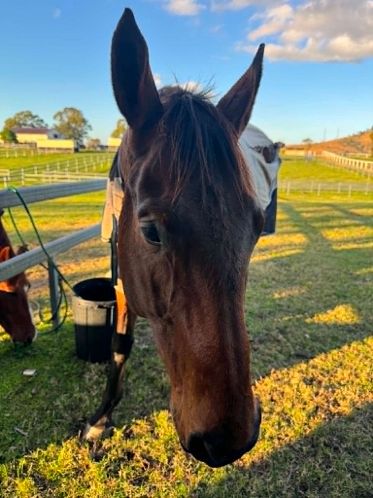 Bay horse looking down at the camera in evening light