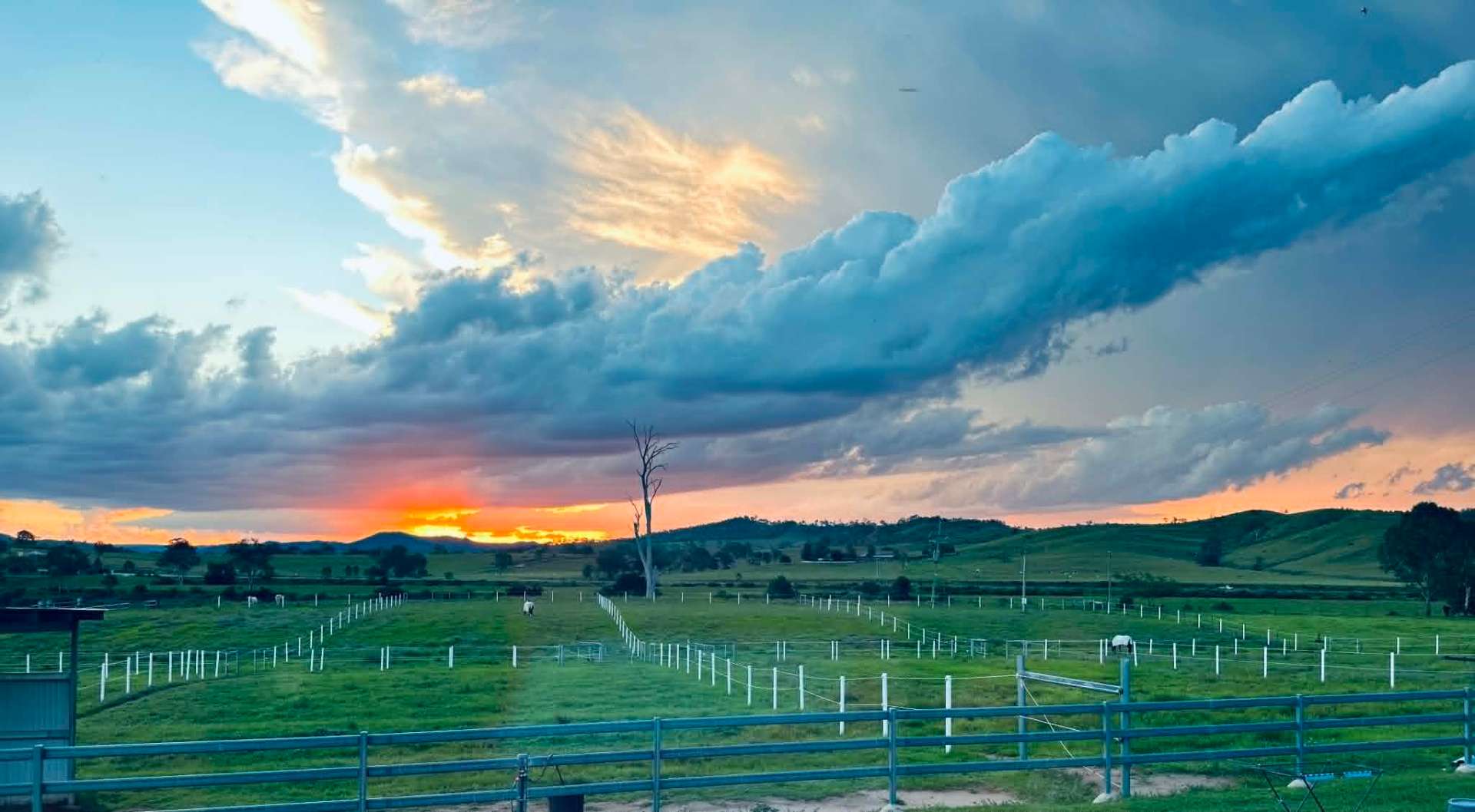 Sunset over the sanctuary paddocks with a lone tree on the horizon