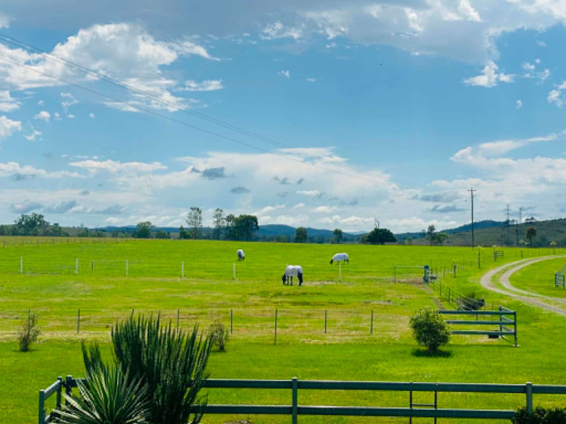 Horses grazing across green paddocks under a wide Queensland sky