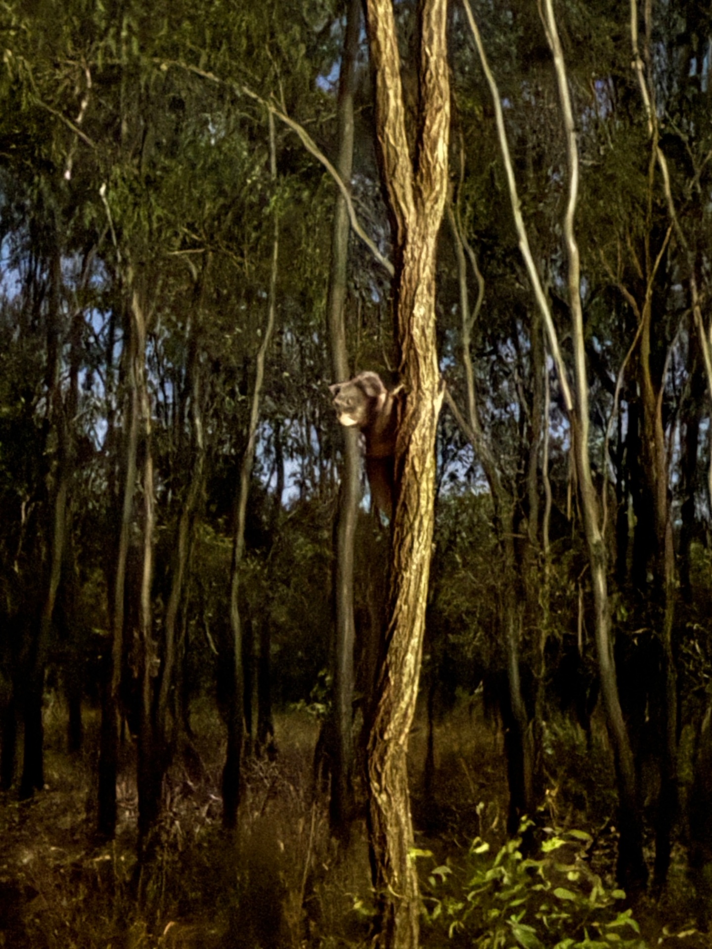 Koala resting in a gum tree on the sanctuary property