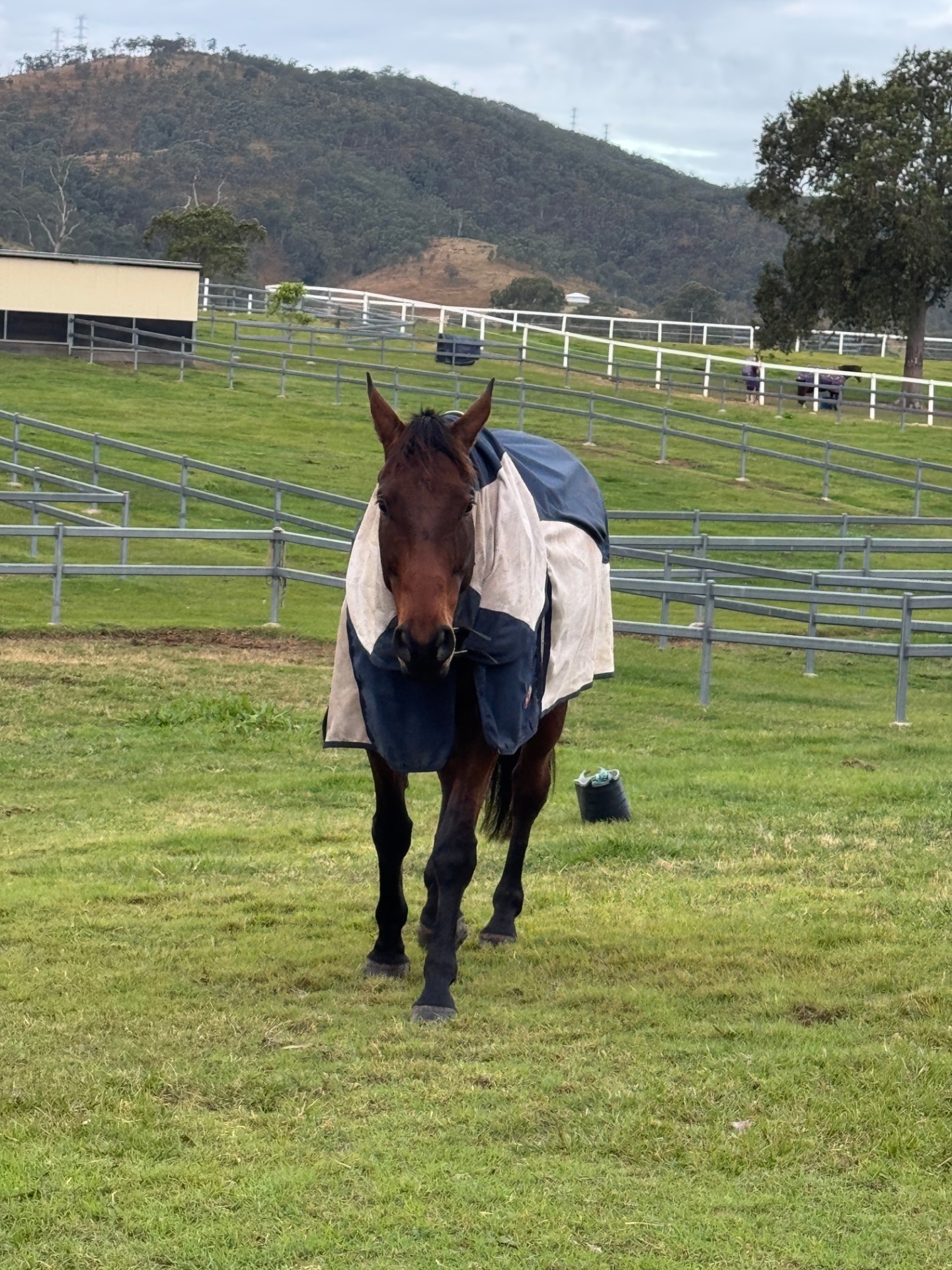 Ronin, 9yr WB x TB gelding · Rescued 2022