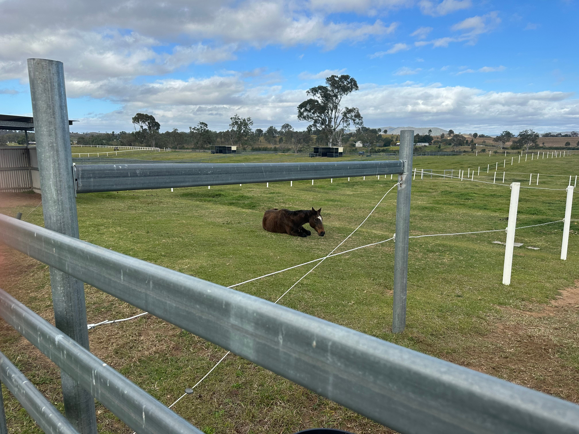 Bay horse lying down for a rest in the green paddock beyond the fence line