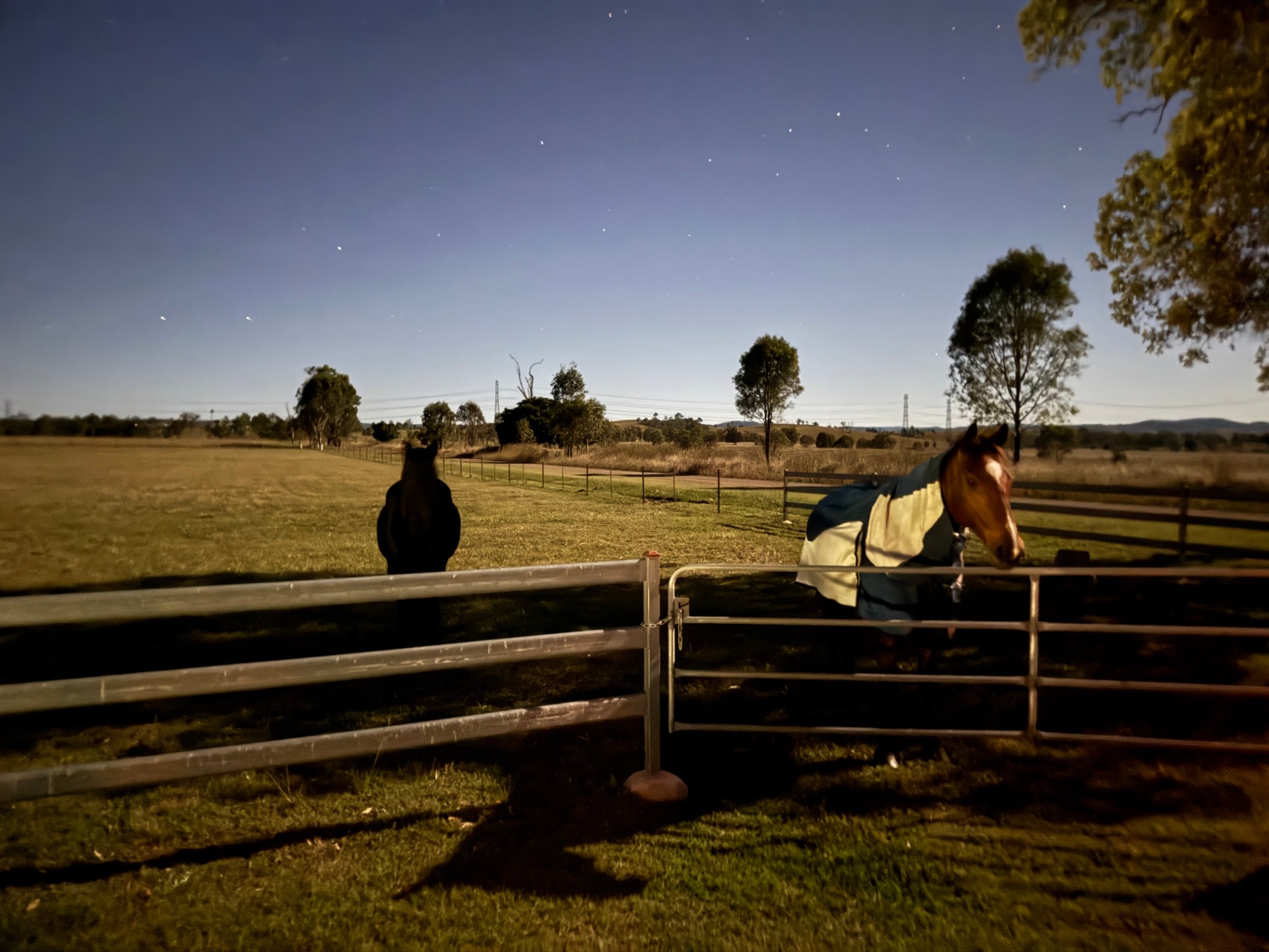 Two horses at the gate under a starlit Queensland sky